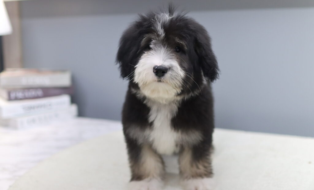 버니두들분양전문