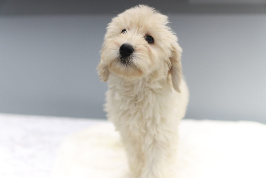 골든두들분양f1b 부모견 확인 가능한 신중한 선택을 위해