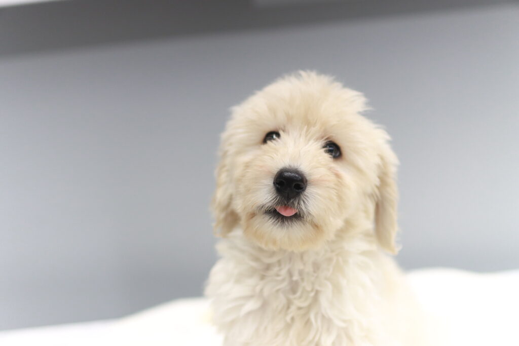 부천미니골든두들분양