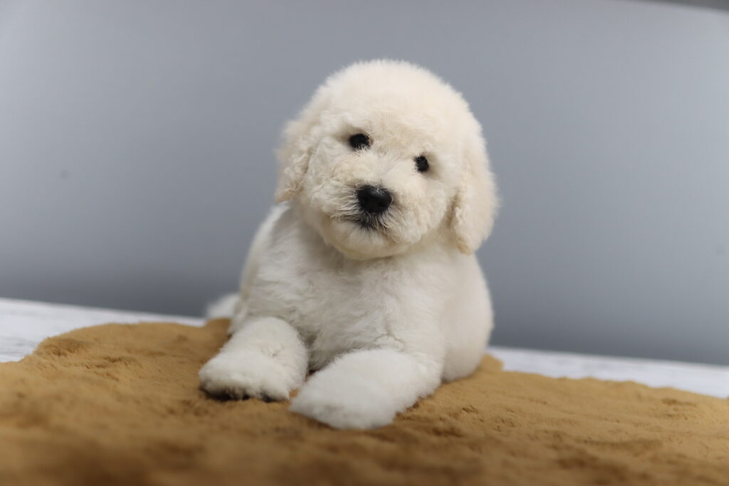 수원골든두들분양