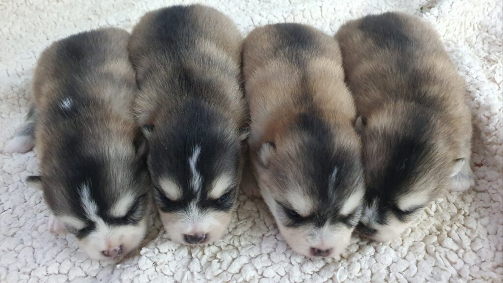 폼스키강아지분양