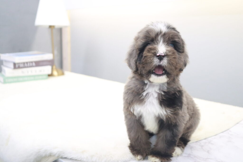 서울오시두들분양 눈맞춤_01.jpg