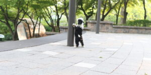 일산미니버니두들분양