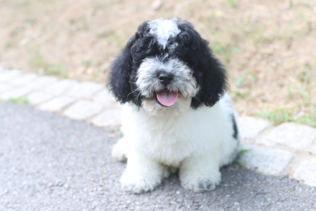 블랙파티두들분양