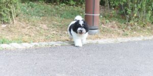 파티두들분양 강아지사진