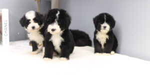 블랙파티두들분양