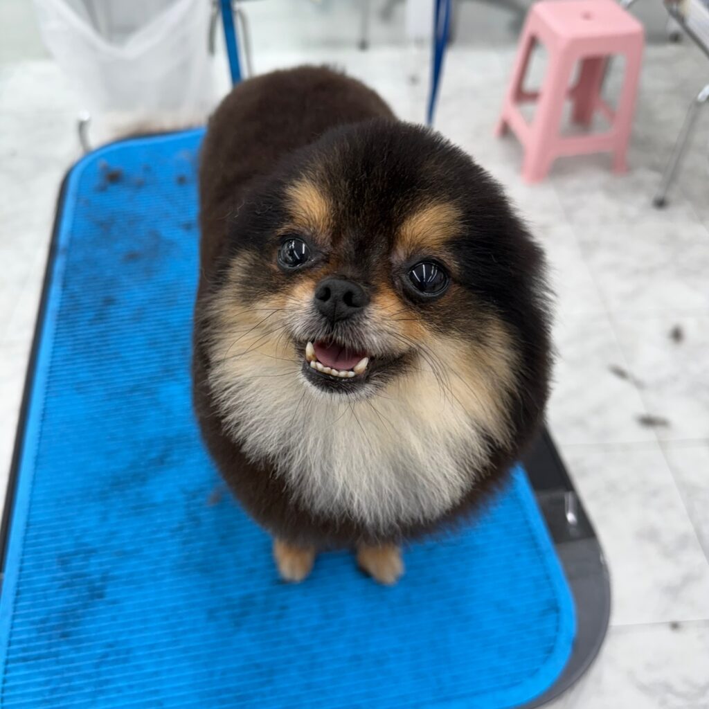 신림애견미용학원
