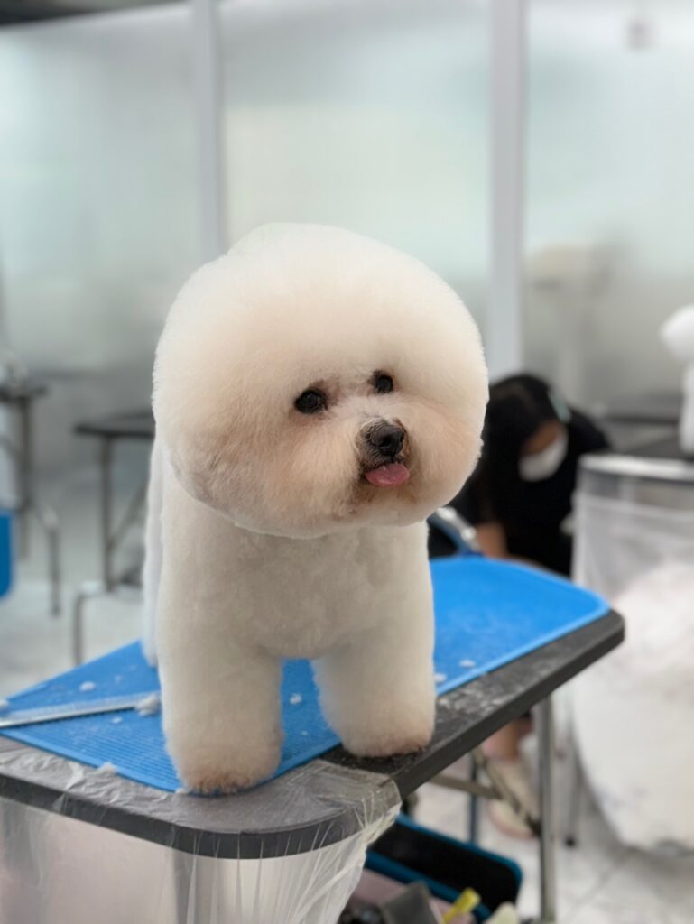 큐브애견미용학원