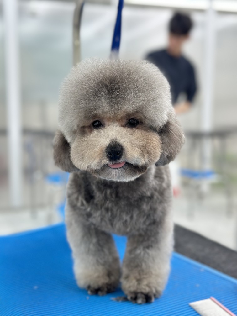 신림애견미용학원