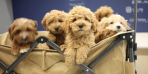 백석동강아지분양, 두들전문분양