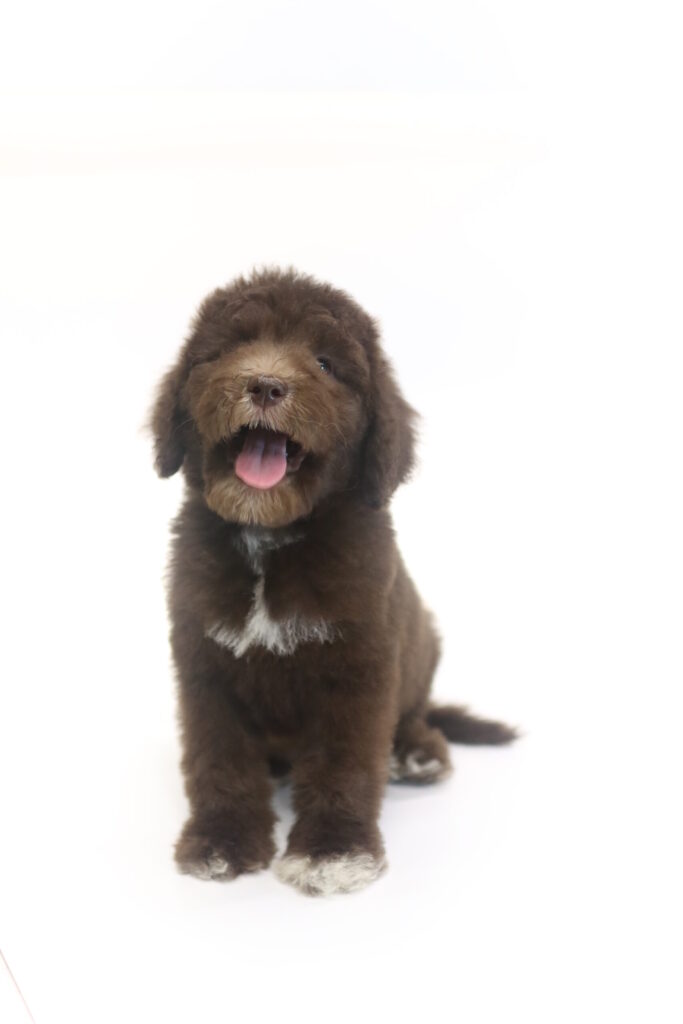 마포골든두들분양