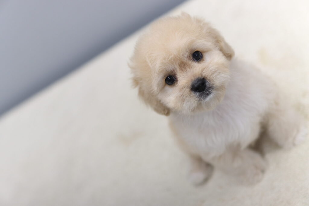 카바푸분양받을수있는곳 카바푸분양가격 카바푸분양받을수있는곳 카바푸분양가격