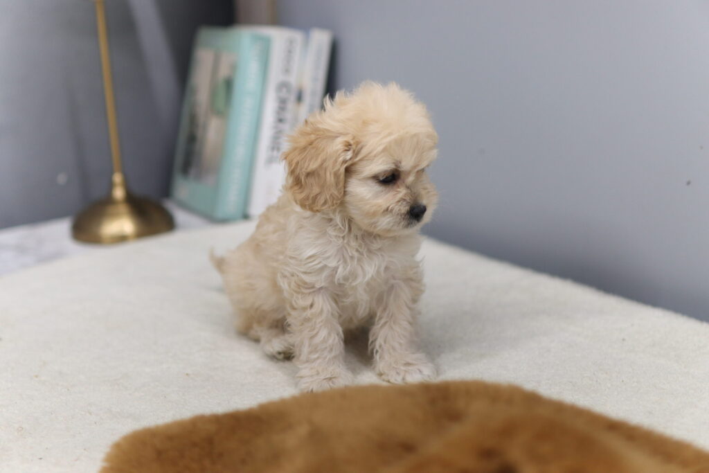 카바푸분양받을수있는곳 카바푸분양가격