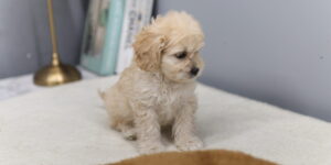 카바푸분양받을수있는곳 카바푸분양가격