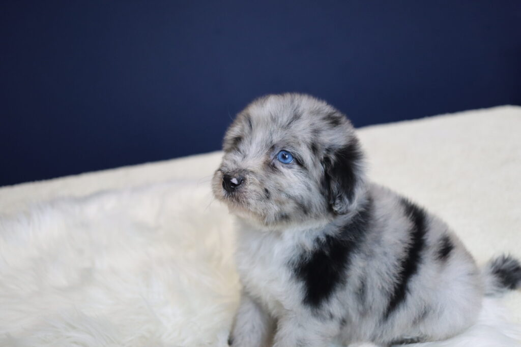 인천강아지분양 상담 중 확인하는 두들 아이의 일상적인 모습