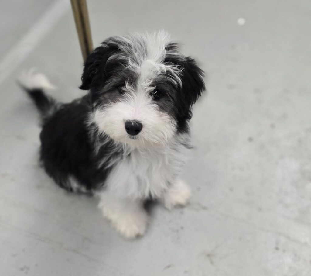 일산강아지분양