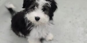 일산강아지분양