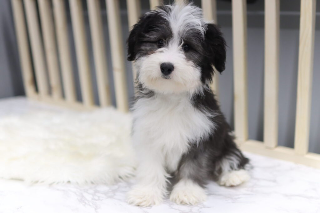 인천두들분양전문 과정에서 직접확인 할수 있는두들 아이의현재모습