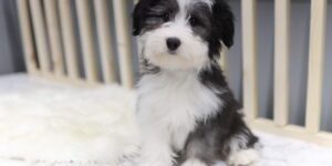 인천두들분양전문 과정에서 직접확인 할수 있는두들 아이의현재모습