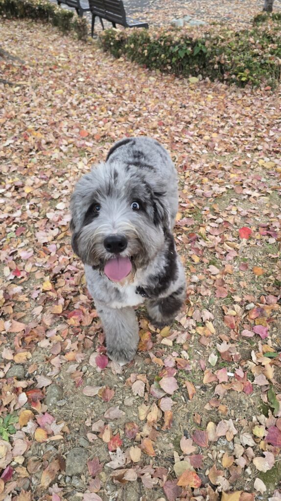 인천오시두들분양 상담 중 확인하는 아이의 교감 모습