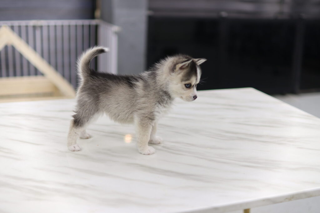 미니허스키분양