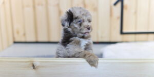 오시두들분양 상담 전 오시두들 퍼피 정면 사진.jpg