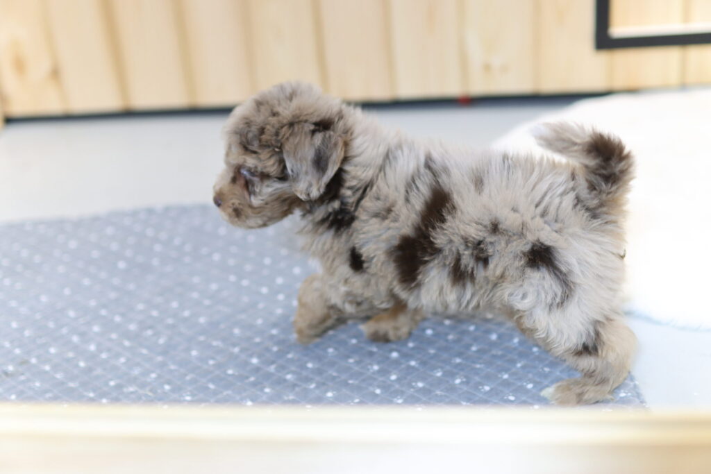 서울오시두들분양 성향확인_01.jpg