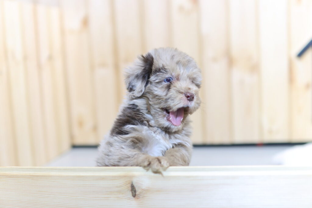 서울오시두들분양 01.jpg