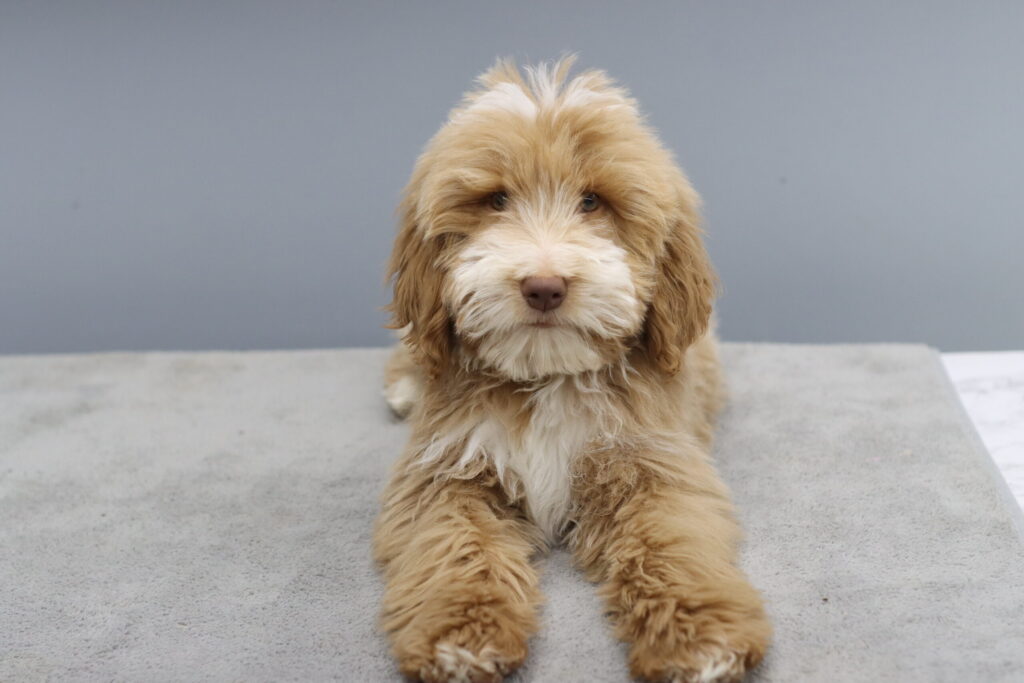 수원골든두들분양