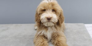 수원골든두들분양