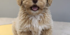 성남미니골든두들분양