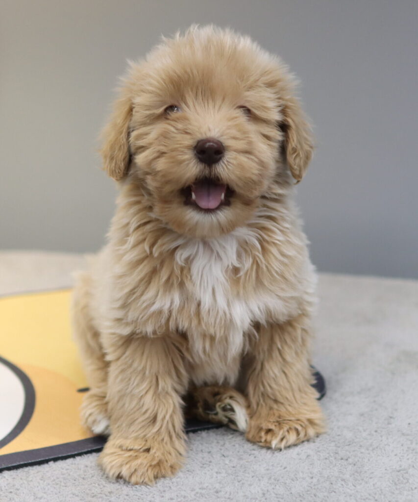 성남미니골든두들분양