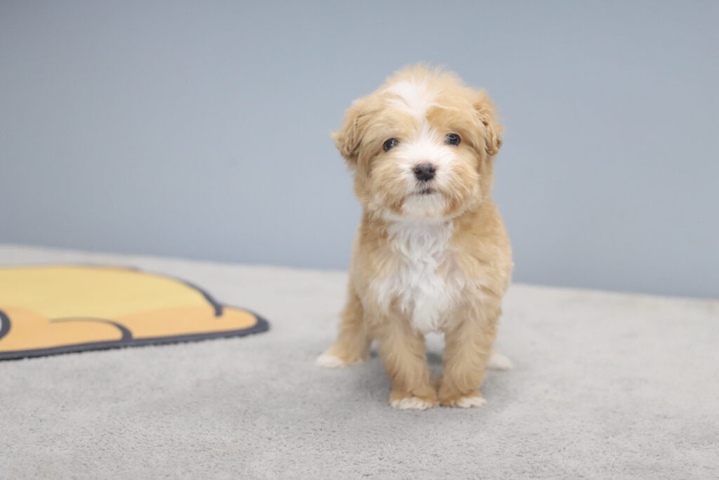 성남미니두들분양