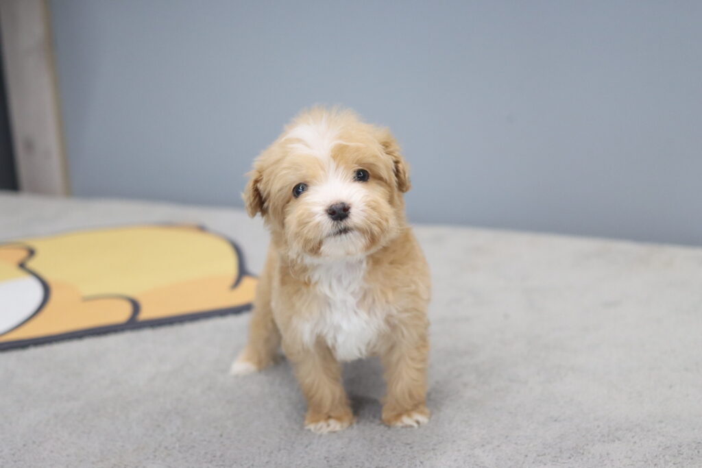 성남미니두들분양 파티두들분양