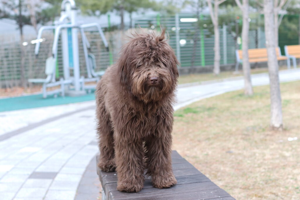제주도골든두들분양