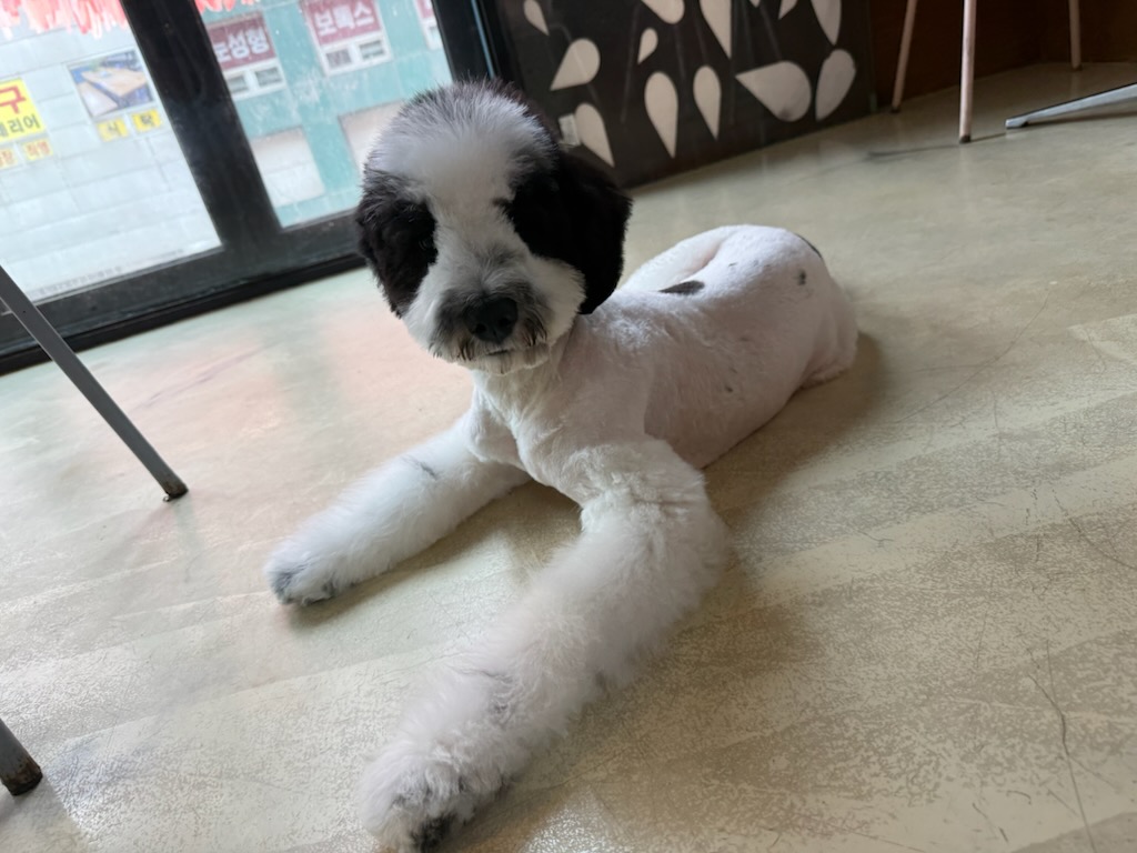 강아지무료분양